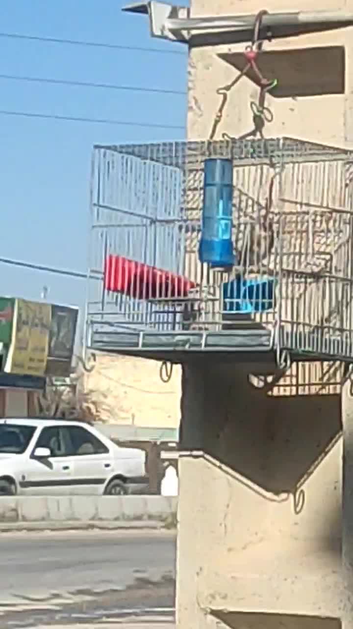 سهره درجه 1|پرنده|مرودشت, رامجرد یک|دیوار