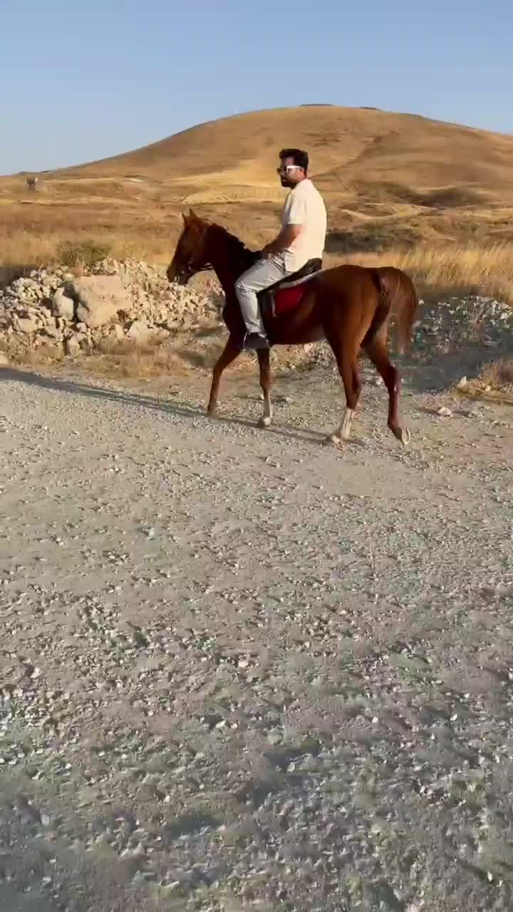 اسب|اسب و تجهیزات اسبسواری|زنجان, |دیوار