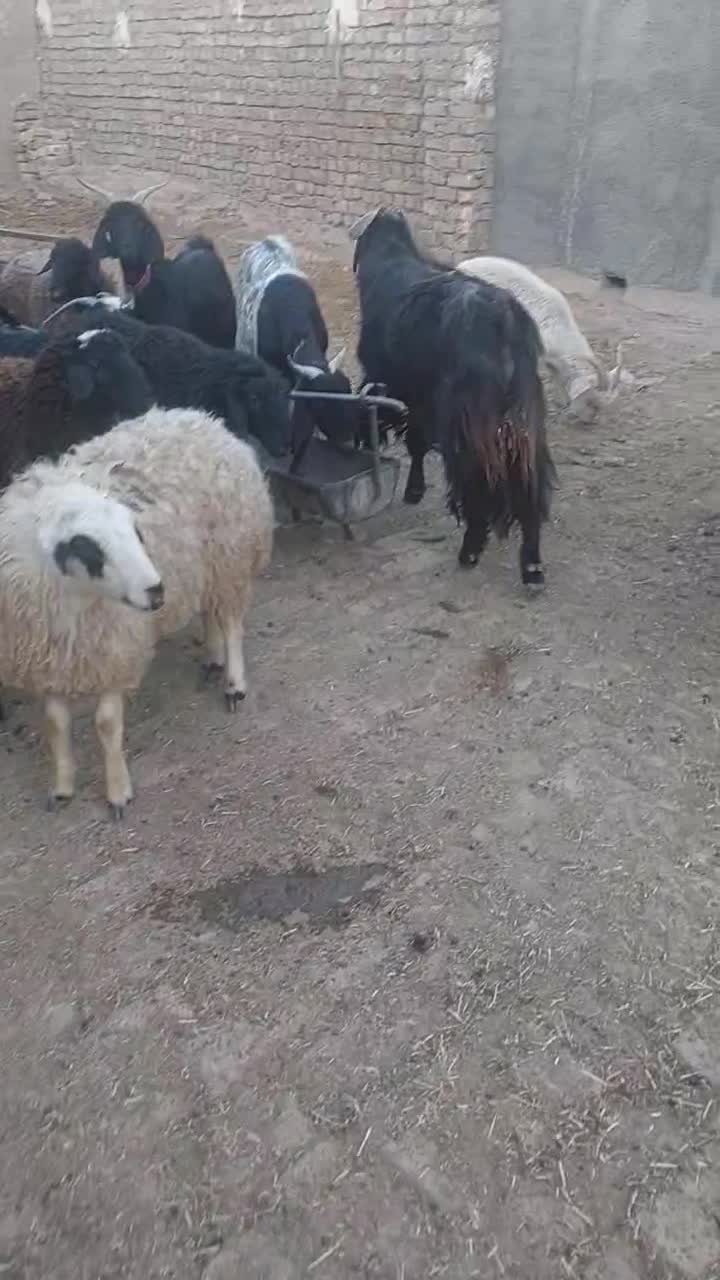 بره وبزغاله یجایی۲۵ تا|حیوانات مزرعه|قم, قلعه صدری|دیوار