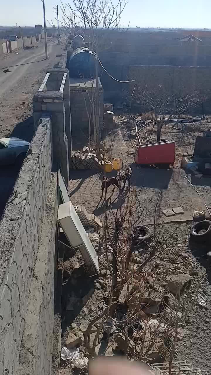 توله دوبرمن اصیل|سگ|مشهد, سجاد شهر|دیوار