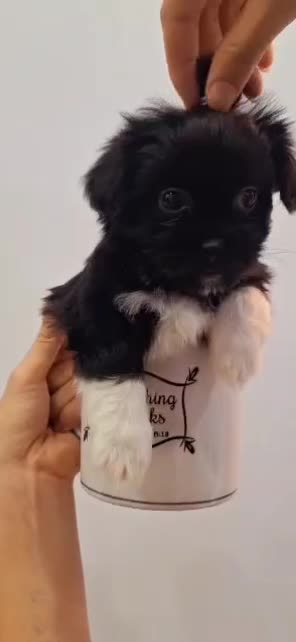 واگذاری نژاد شیرانیان|سگ|رشت, پل تالشان|دیوار