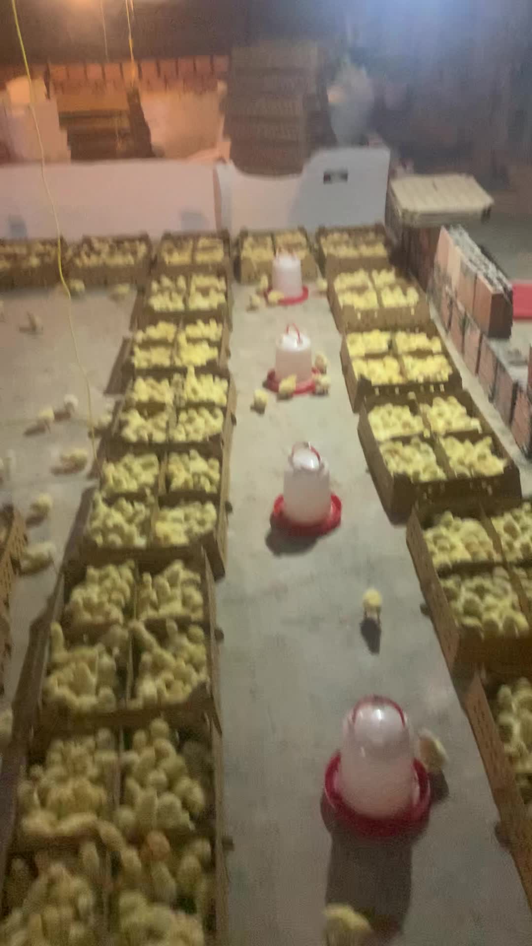 جوجه یک روزه|حیوانات مزرعه|زابل, |دیوار