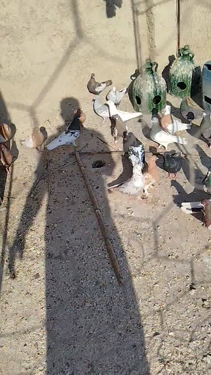 کبوتر|پرنده|شیراز, کفترک|دیوار