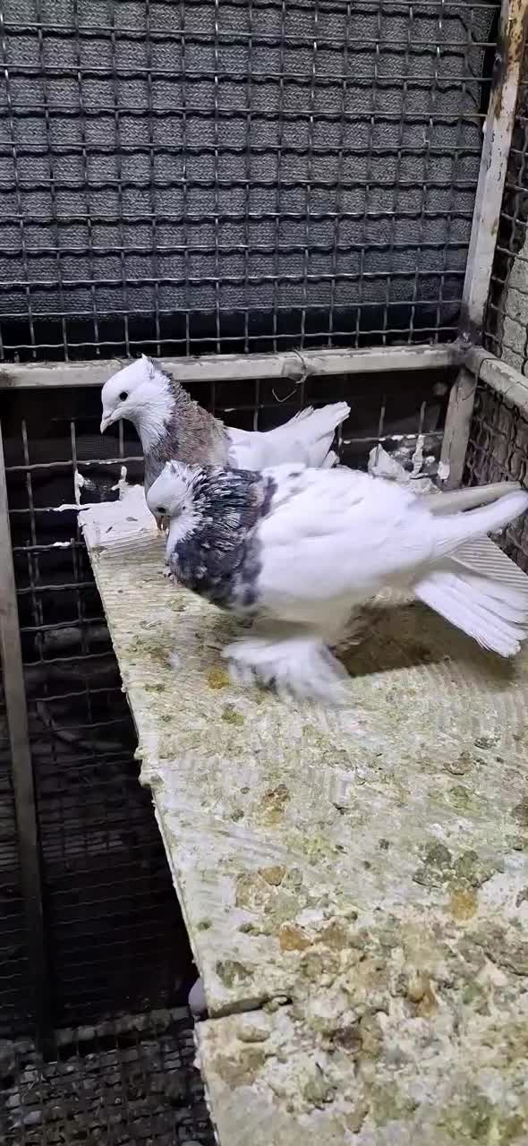 کبوترطوقی پایر قیمت مقطوع ۲میلیون|پرنده|فسا, |دیوار