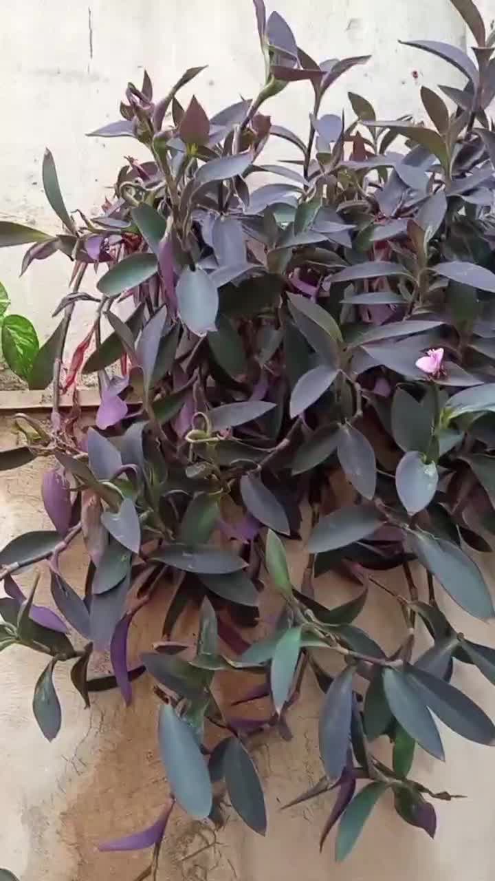 فروش گلدان های طبیعی باکیفیت|گل و گیاه طبیعی|تهران, میرداماد|دیوار