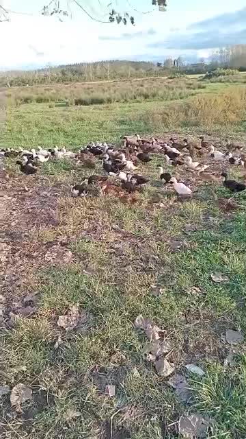 اردک زنده سرحال باقیمت عالی توافقی|حیوانات مزرعه|رشت, فخب|دیوار