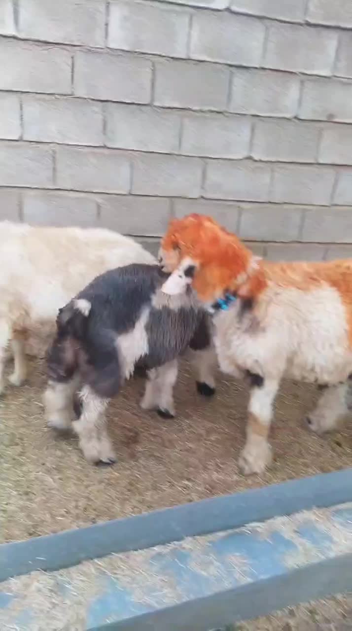 یک راس کوه قوچ داشتی به قیمت گوشت(بره.بز.میش)|حیوانات مزرعه|کوهرنگ, |دیوار