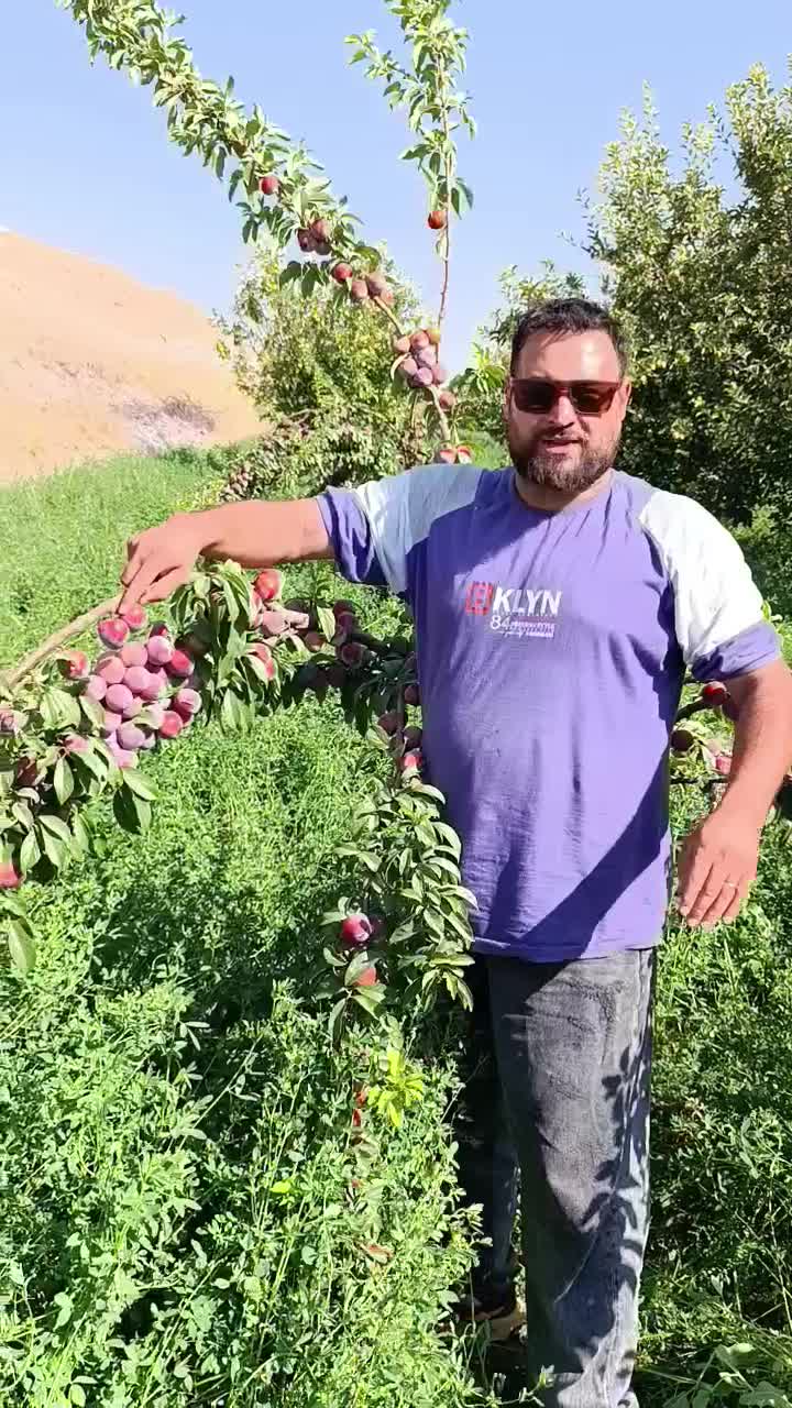 ارقام گلدانی نهال های آلوخوشه ای کاشت تمامی فصل ها|خدمات باغبانی و درختکاری|کرمانشاه, |دیوار