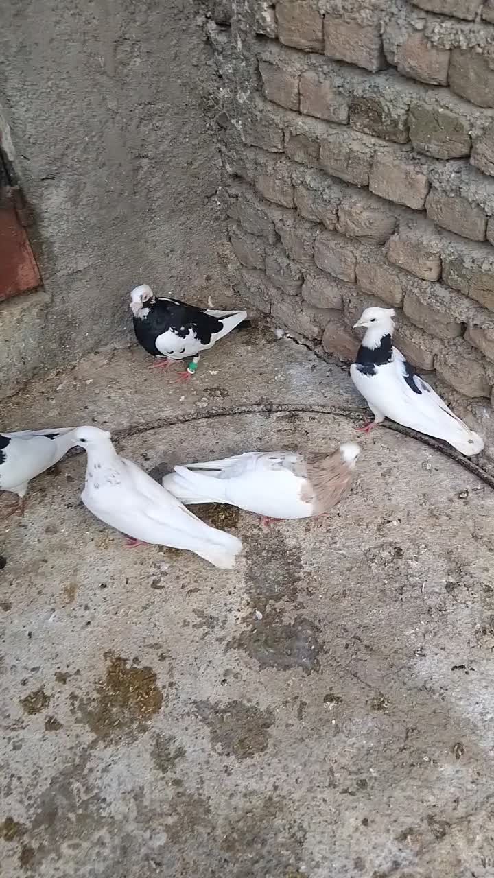 طوقی سیاه|پرنده|گالیکش, |دیوار