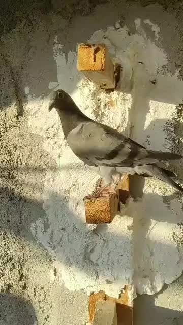 جوجه کبوترپلاکی|پرنده|بوشهر, |دیوار