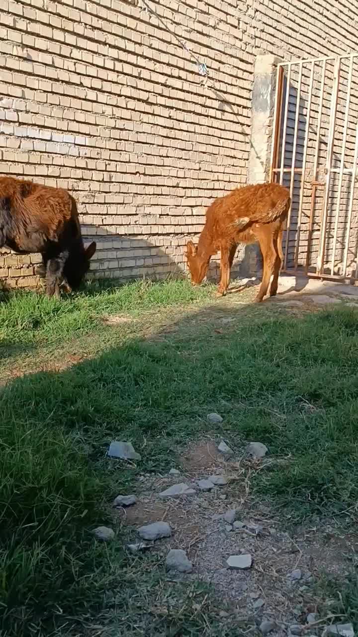 ۳راس گوساله ماده|حیوانات مزرعه|گنبد کاووس, |دیوار