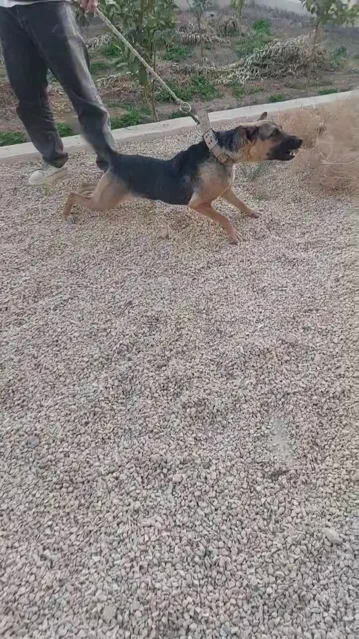 ماده ژرمن|سگ|کاشان, شهرک فرهنگیان|دیوار