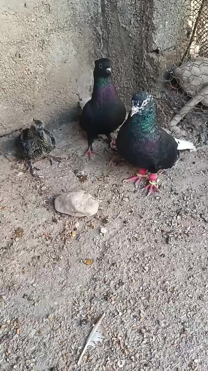 سیاه دم سفید|پرنده|برازجان, |دیوار