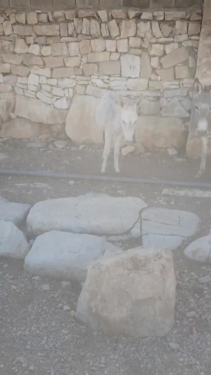 خر یک ساله فروشی موقعیت اسماری|حیوانات مزرعه|باغ ملک, |دیوار