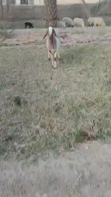 گوسفند و میش|حیوانات مزرعه|سراوان, |دیوار