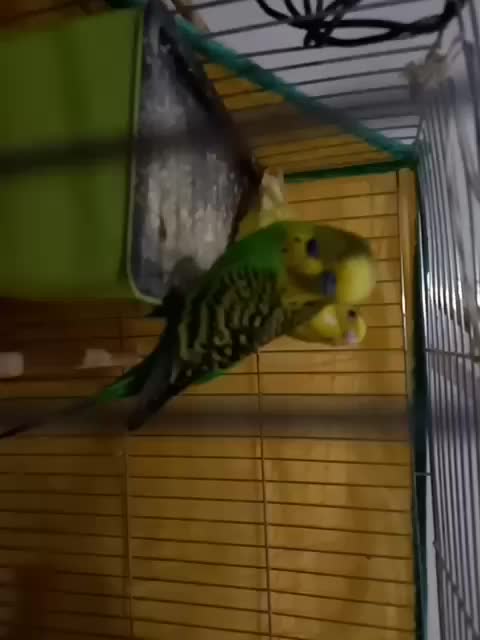 مرغ عشق|پرنده|ثمرین, |دیوار