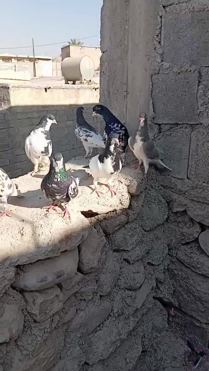 پرنده رنگی|پرنده|شیراز, کوشک میدان|دیوار