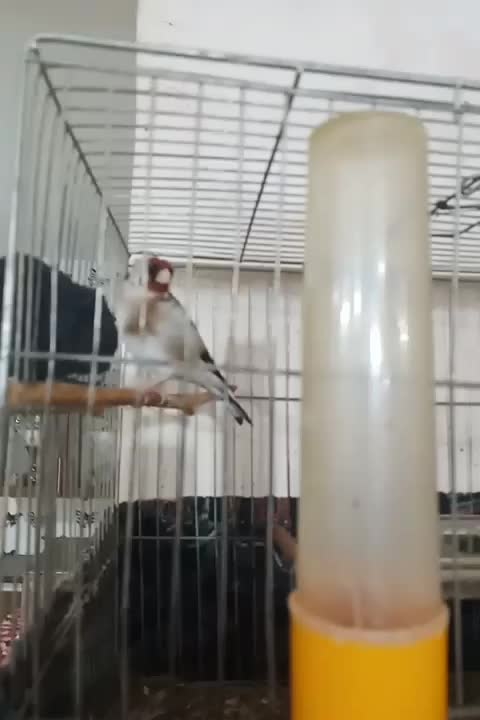 سهره نر درجه یک|پرنده|بلبان آباد, |دیوار