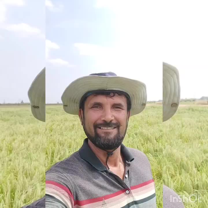 برنج دم‌سیاه اعیانی درجه 1|خوردنی و آشامیدنی|کلاله, |دیوار