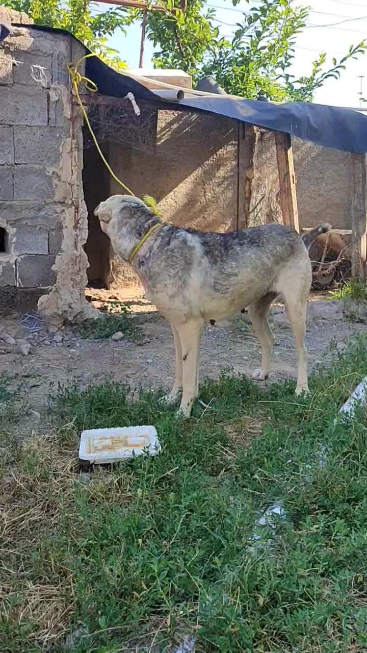 سگ پژدر|سگ|اصلاندوز, |دیوار