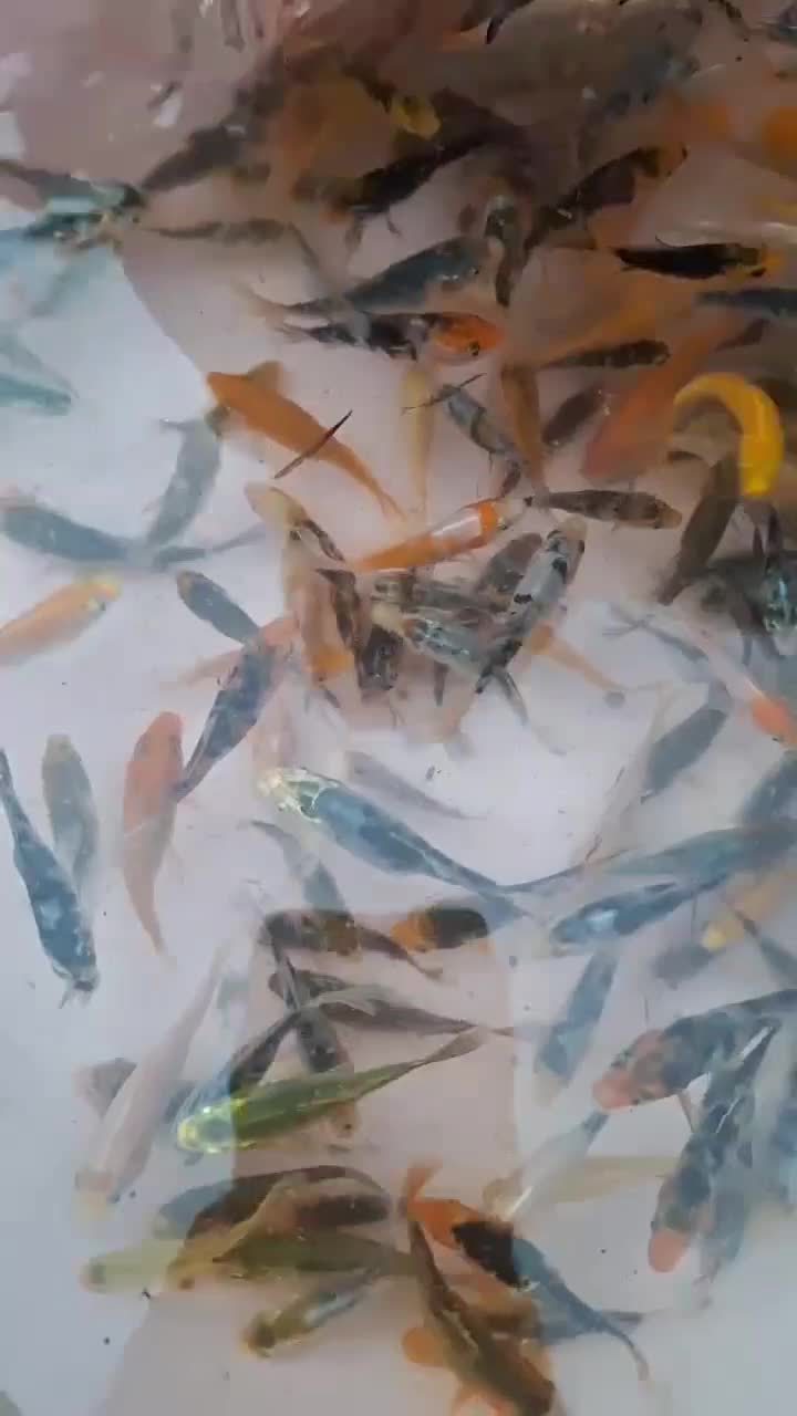 بچه ماهی کوی|ماهی|اردکان, |دیوار