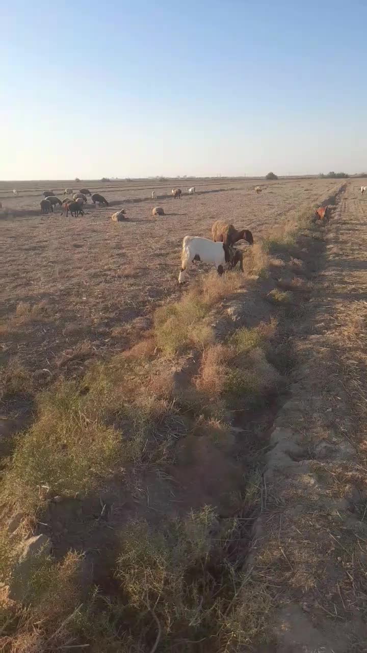 بزآبستن|حیوانات مزرعه|گنبد کاووس, |دیوار