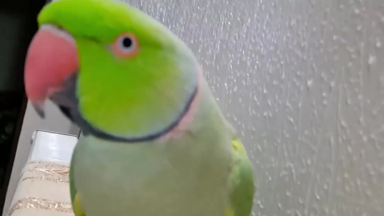 طوطی ملنگو دستی|پرنده|شاهین‌شهر, نسیم ۵|دیوار