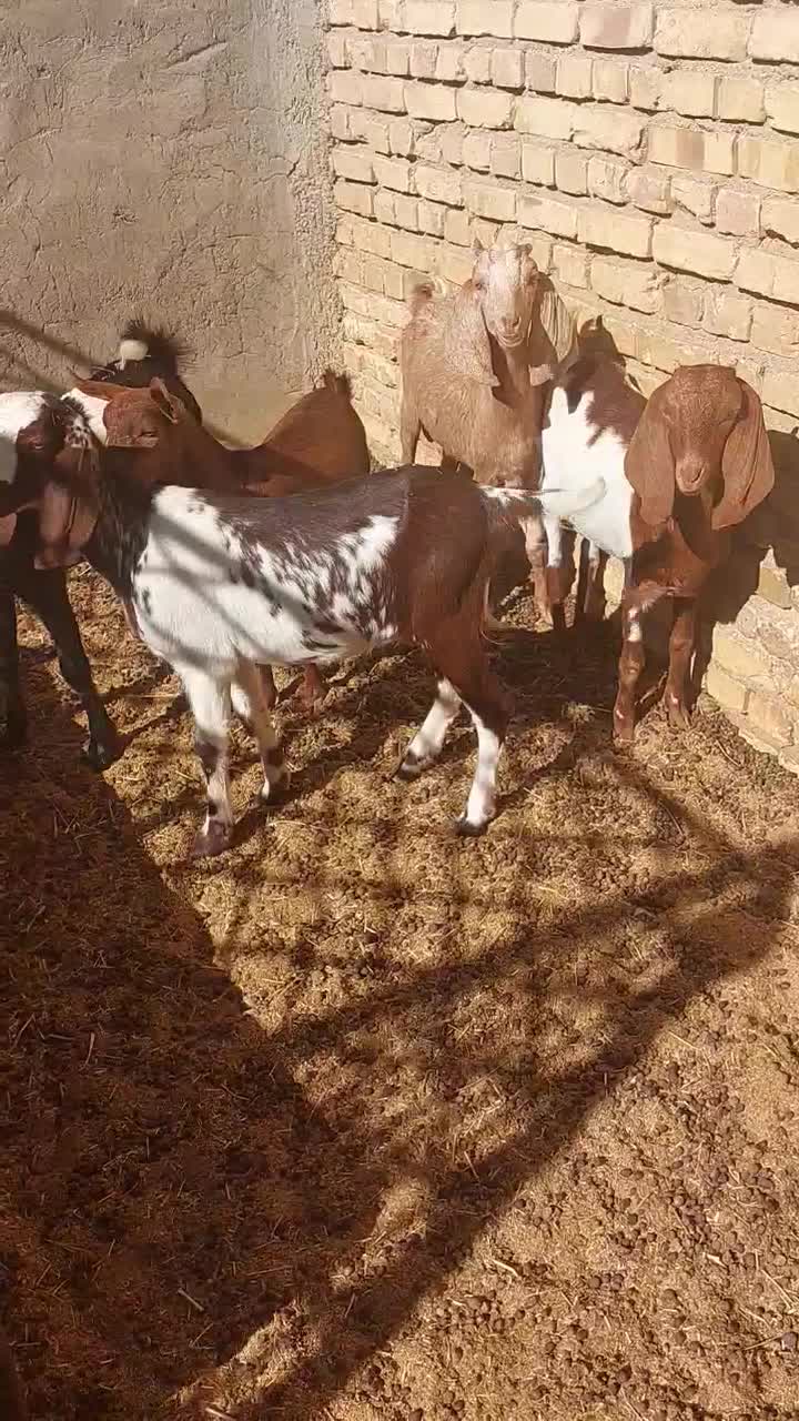 بز پاکستانی|حیوانات مزرعه|شیراز, اصلاح‌نژاد|دیوار