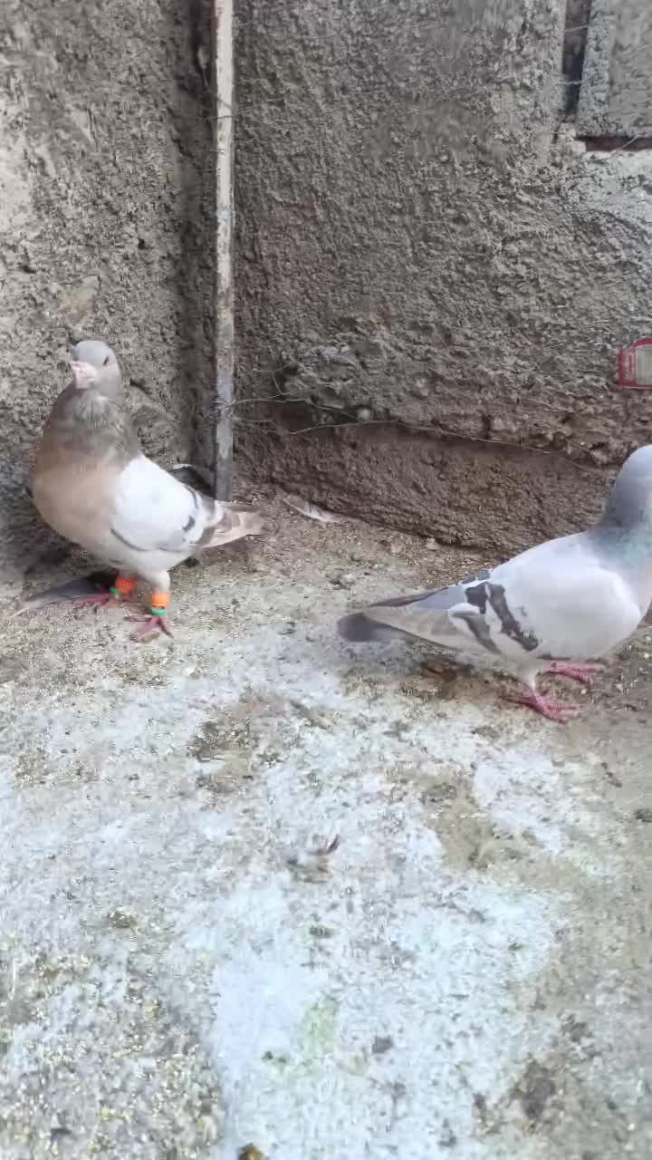 نقره ای|پرنده|کوهمره, |دیوار