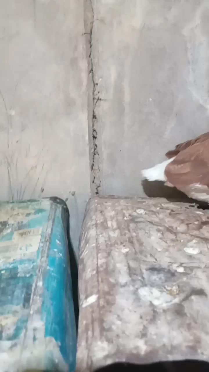 پشت کوویتی ماده|پرنده|قائن, |دیوار