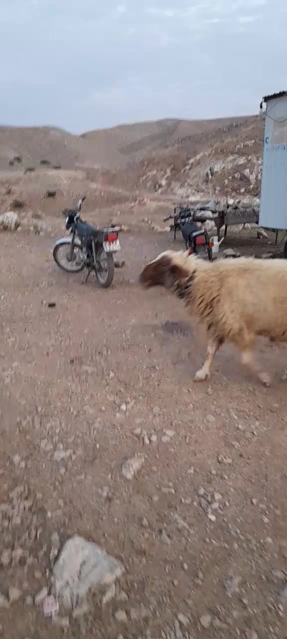 قوچ|حیوانات مزرعه|آبدانان, |دیوار