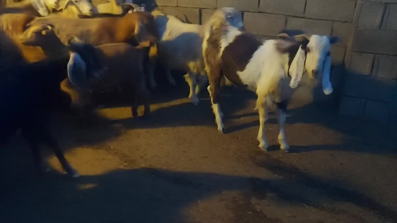 بز داشت|حیوانات مزرعه|ثلاث باباجانی, |دیوار