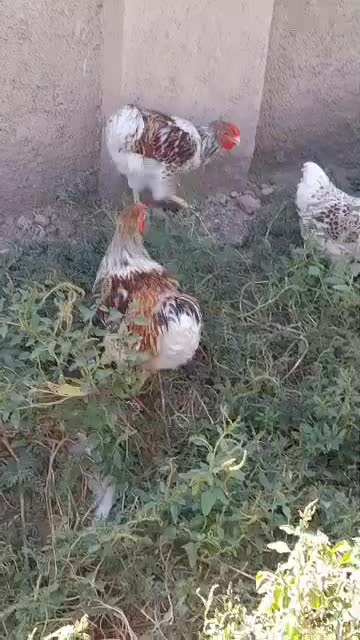 جوجه از مرغ و خروس رزکامپ مشکی ویاندوت اورنج|حیوانات مزرعه|تهران, مشیریه|دیوار