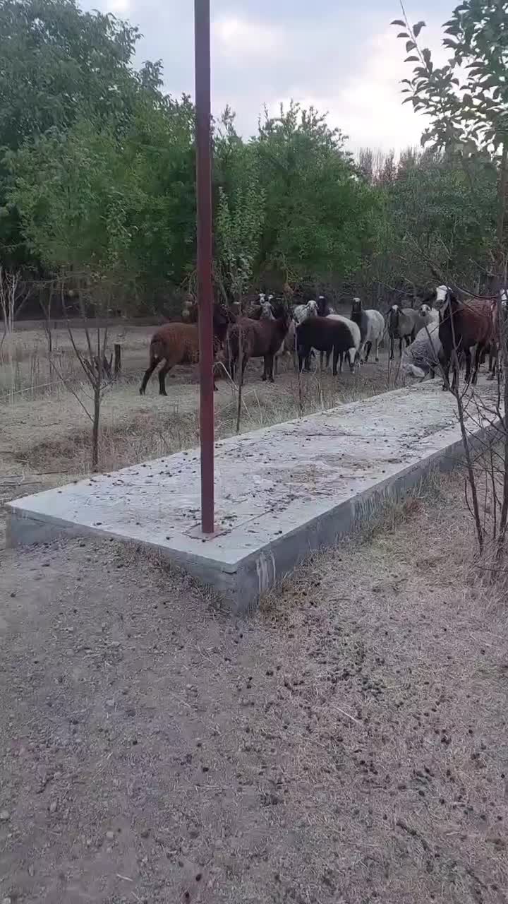 میش بره داشتی|حیوانات مزرعه|مهریز, |دیوار