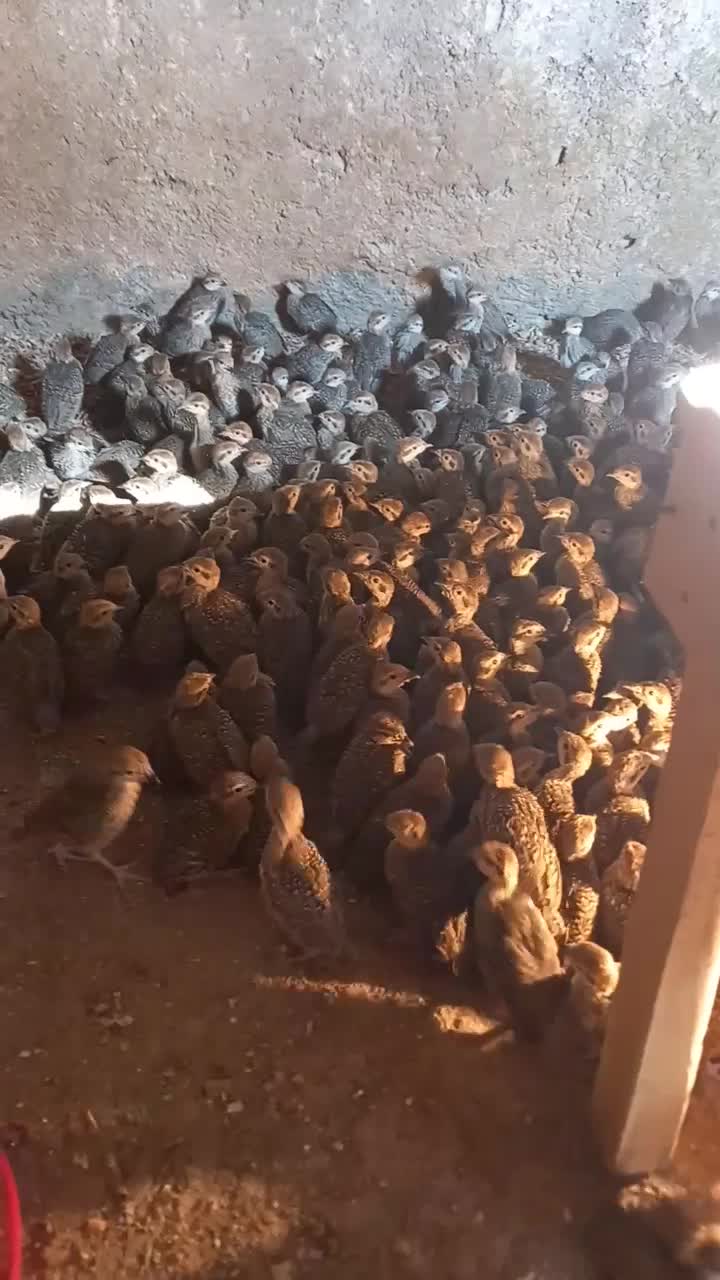 جوجه بلدرچین کوهی|حیوانات مزرعه|شاندیز, |دیوار