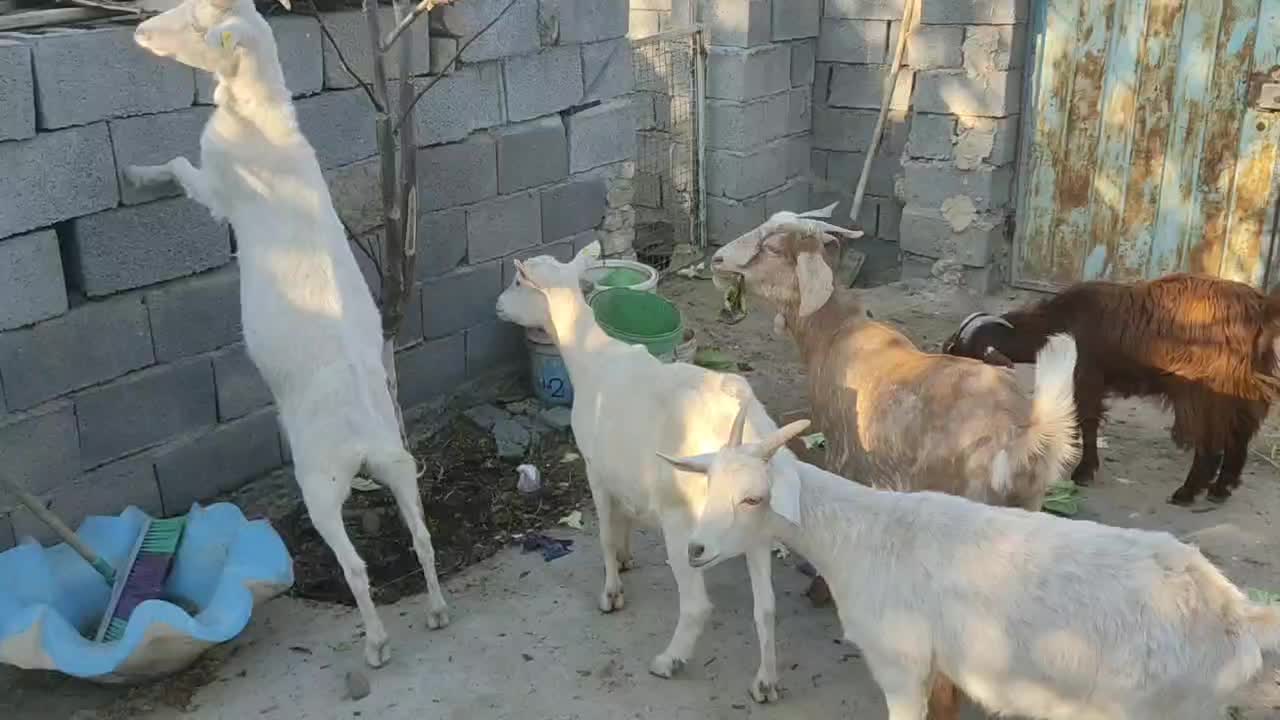 بز سانن و آلپاین در فریمان|حیوانات مزرعه|فریمان, |دیوار