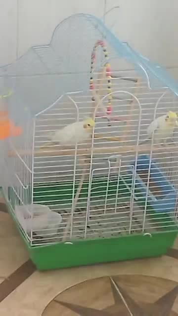 عروس هلندی لوتینو|پرنده|زیباشهر, |دیوار