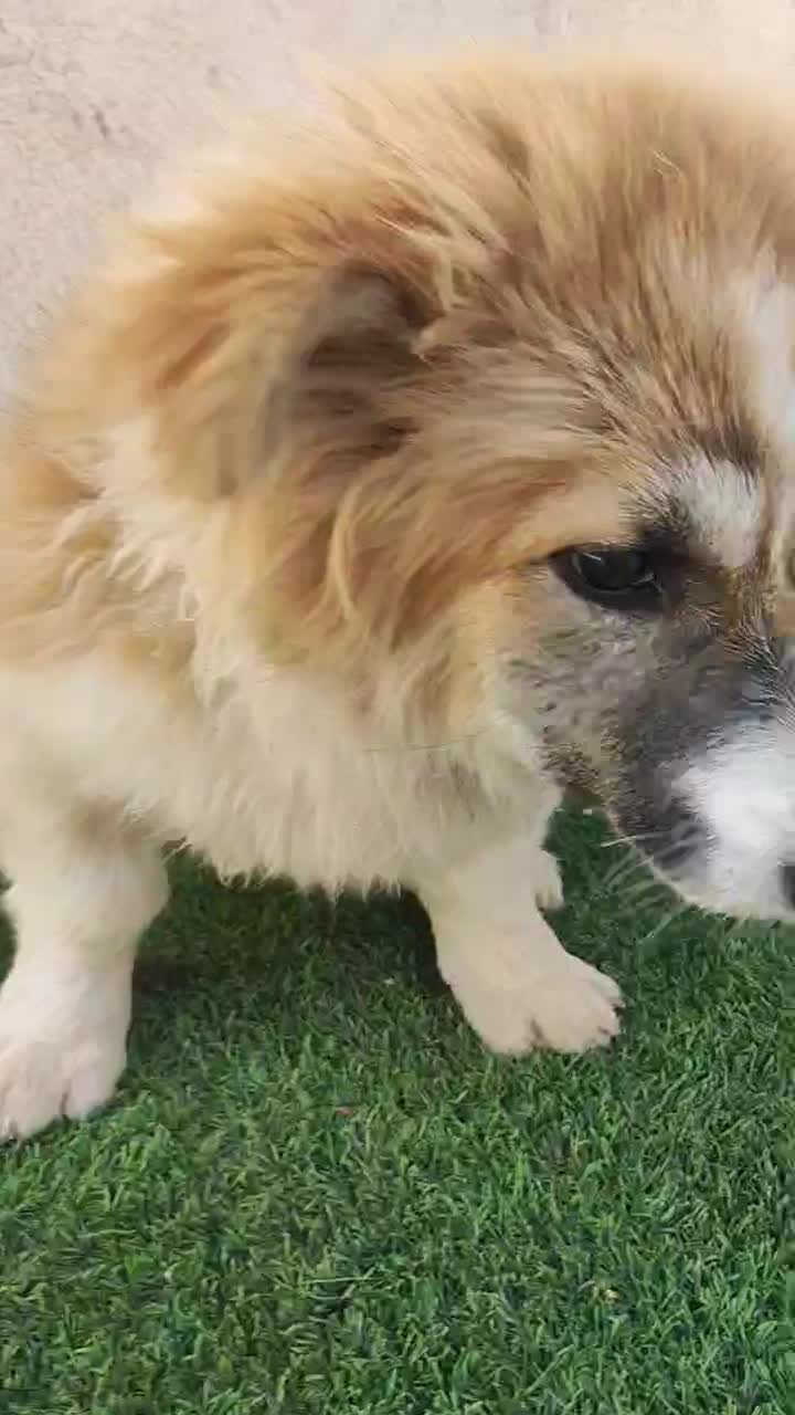 واگذاری توله سگ فیندو پاکوتاه اصیل|سگ|نوبران, |دیوار