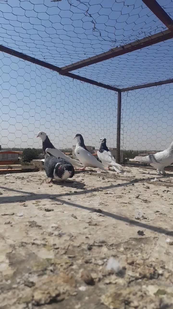 کبوتر رنگی پرشی و جفتی|پرنده|الوند, |دیوار