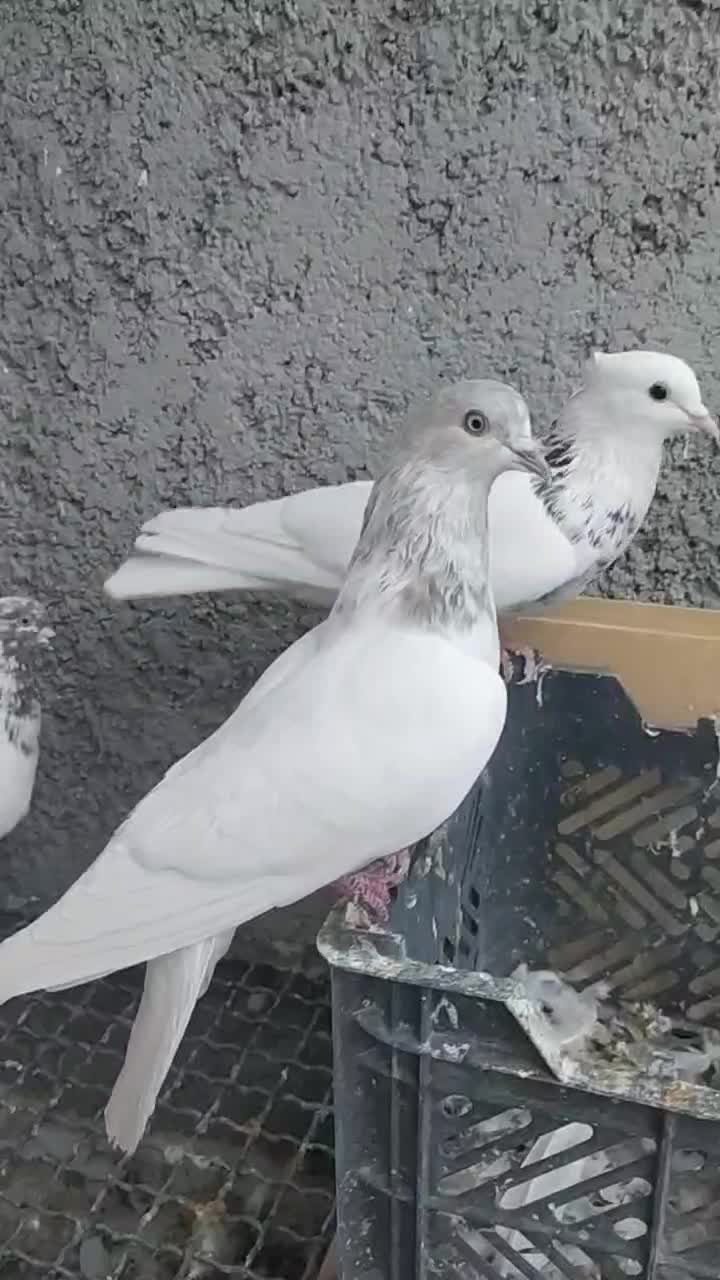 کله دم آبی|پرنده|ایوان, |دیوار