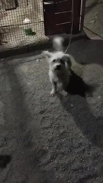 سگ پشمالو ماده|سگ|نرماشیر, |دیوار