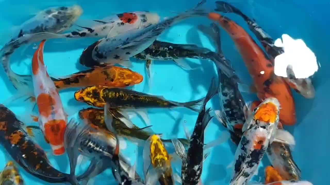 ماهی کوی نژاد|ماهی|قم, هفت تیر|دیوار