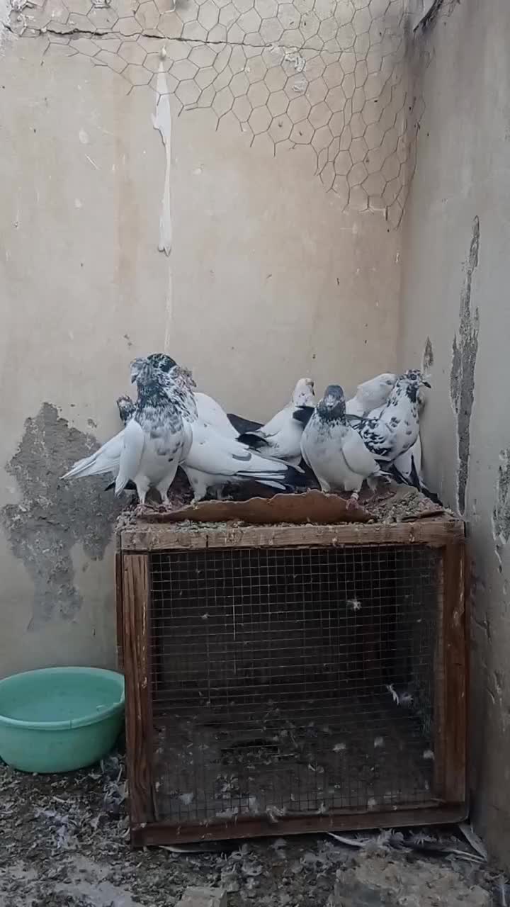 کبوتر کاشونی پرشی|پرنده|پیر بکران, |دیوار