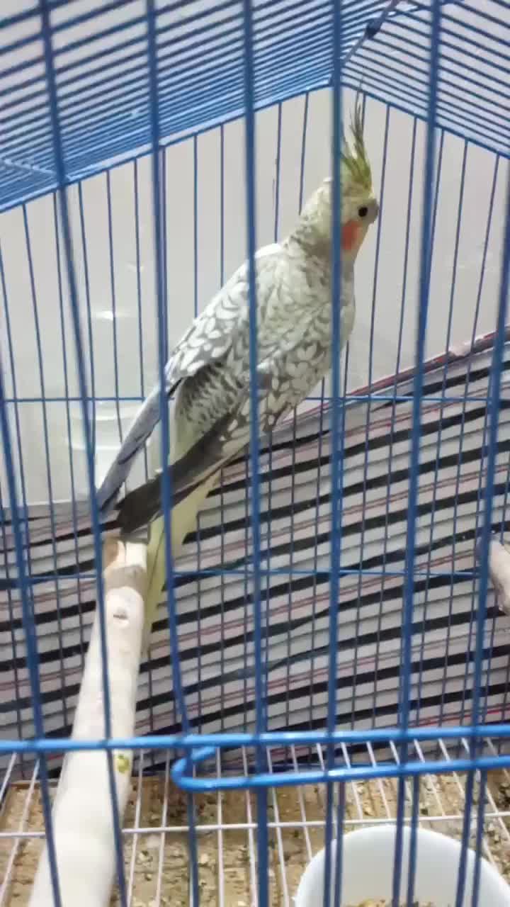 عروس هلندی مرواریدی ماده|پرنده|سجاس رود, |دیوار