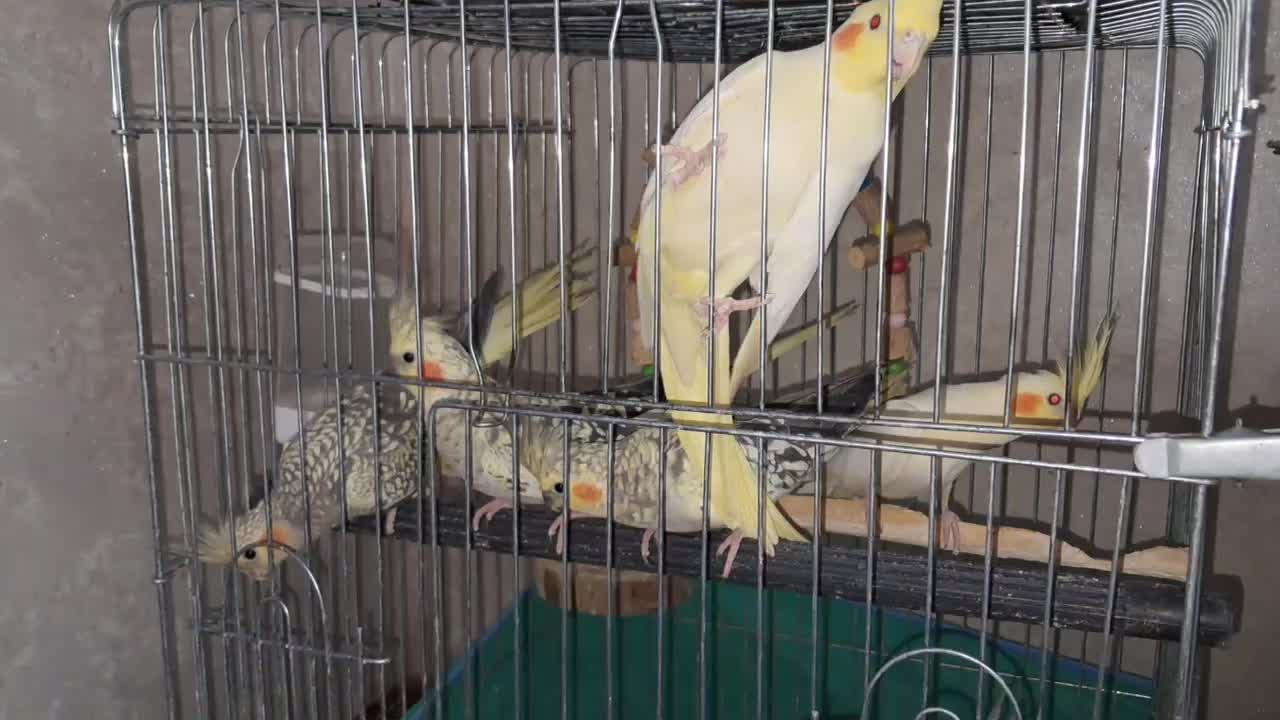 سلام ۷تا جوجه عروس هلندی|پرنده|شهریار, ابراهیم‌آباد|دیوار