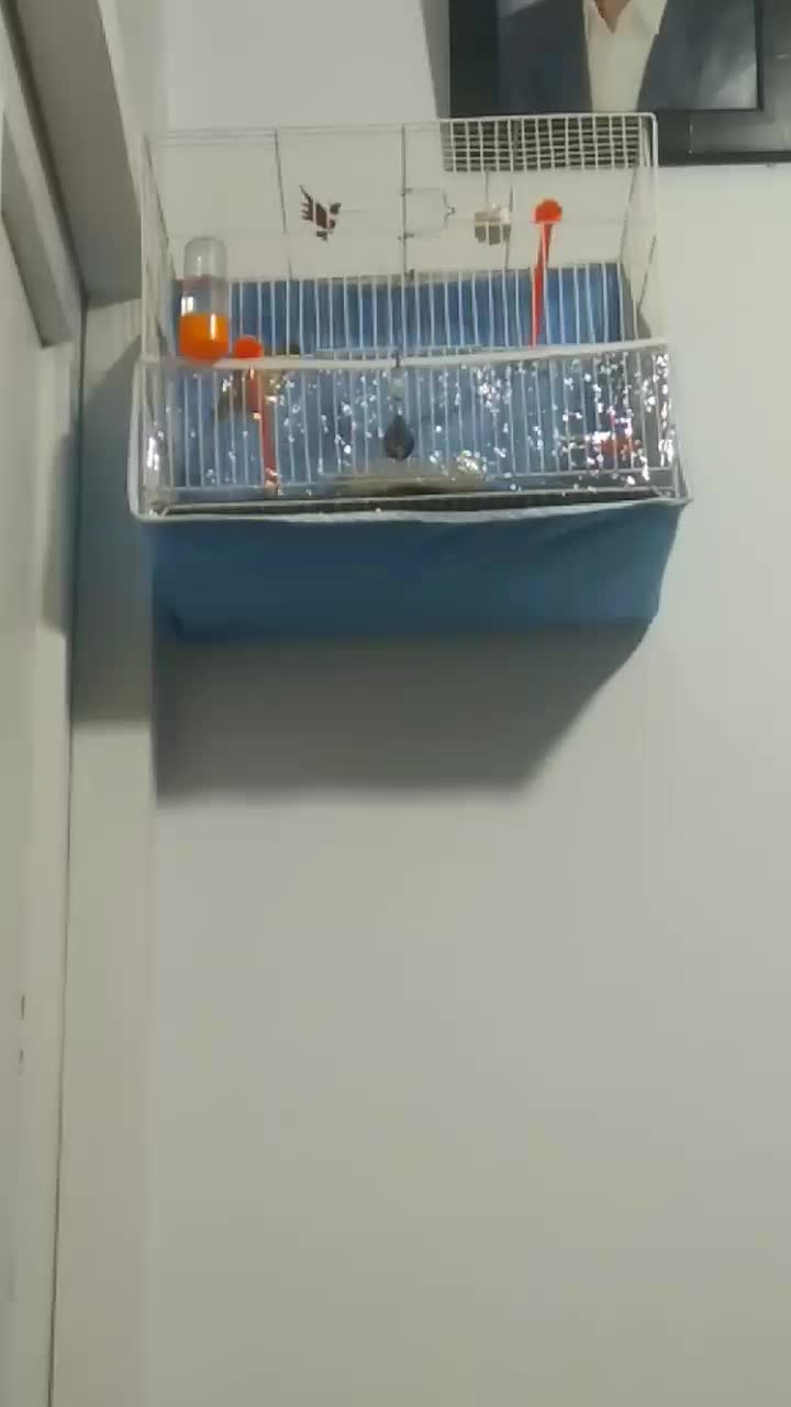 قناری مستخون شلاقی فنچ طوطی مرغ عشق عروس میناسهره|پرنده|مشهد, ایوان|دیوار