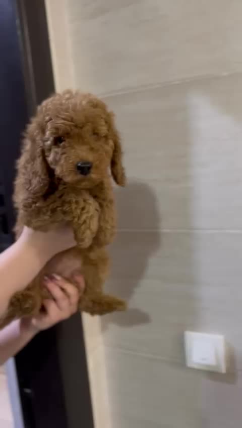 دارک رد حرفه ای|سگ|رشت, لاکانی|دیوار