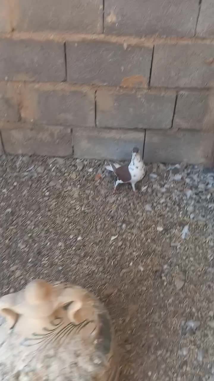 شهری سرخ|پرنده|خرامه, |دیوار