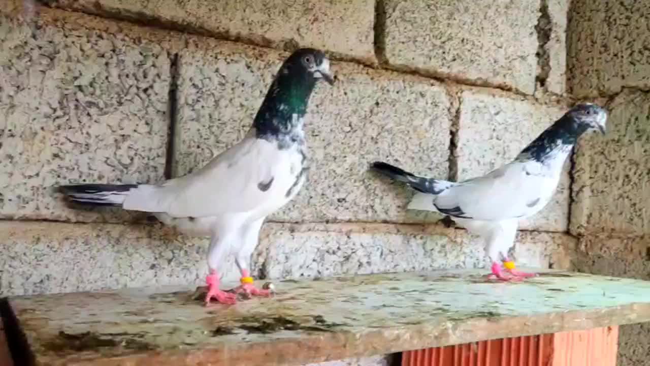 کبوترپاکستانی|پرنده|تهران, راه آهن|دیوار