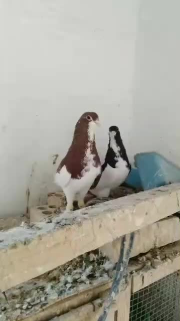 کبوتر فروشی|پرنده|بهبهان, |دیوار